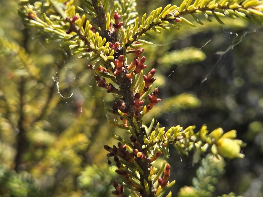 Eastern dwarf mistletoe, In flower