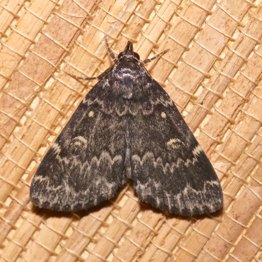 Glossy Black Idia Moth, photo 1 sur 5