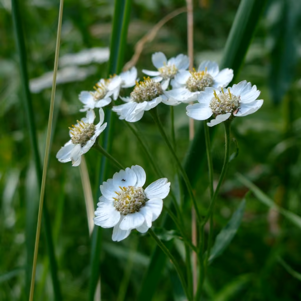 Achillée ptarmique