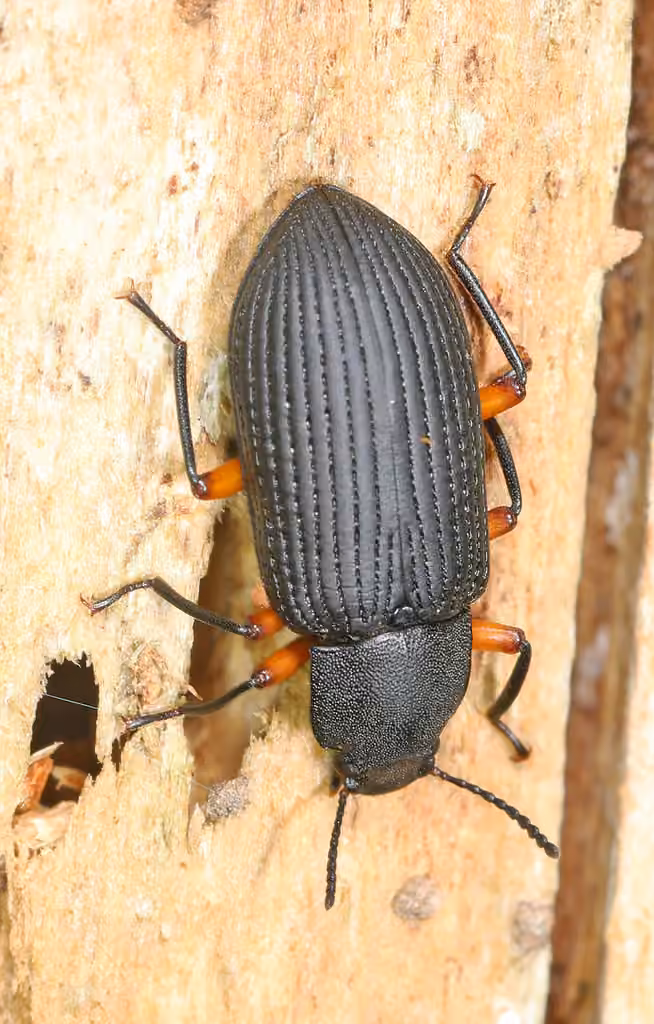 Tawny-legged Darkling Beetle, photo 3 of 5