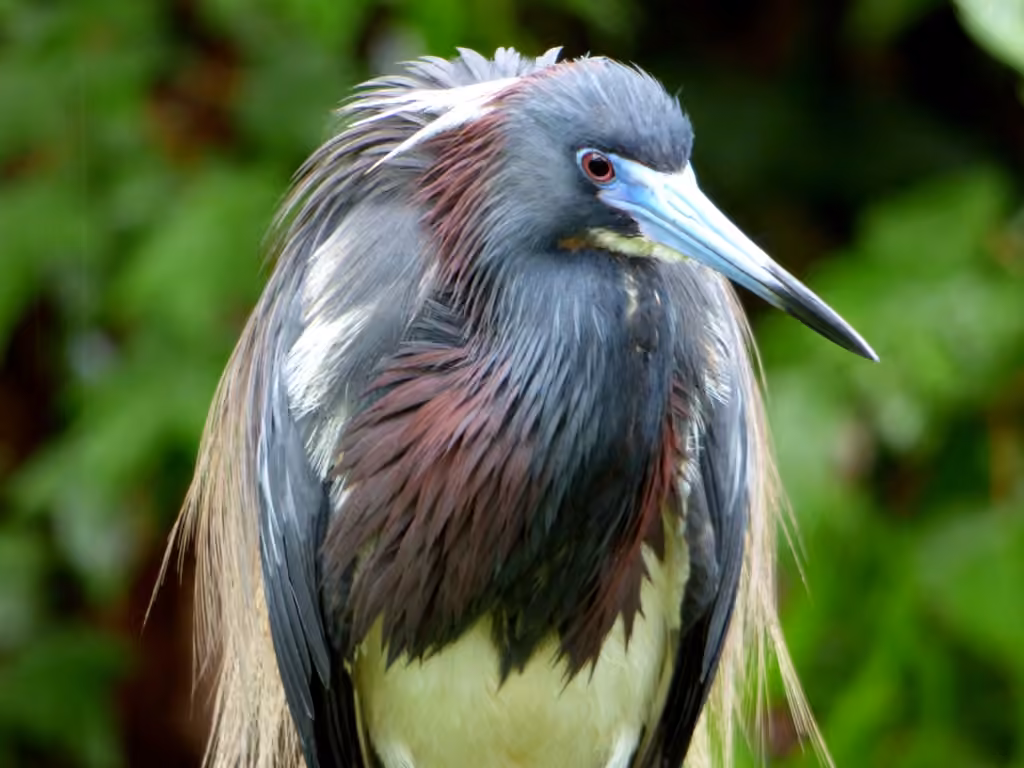 Aigrette tricolore, photo 3 sur 5