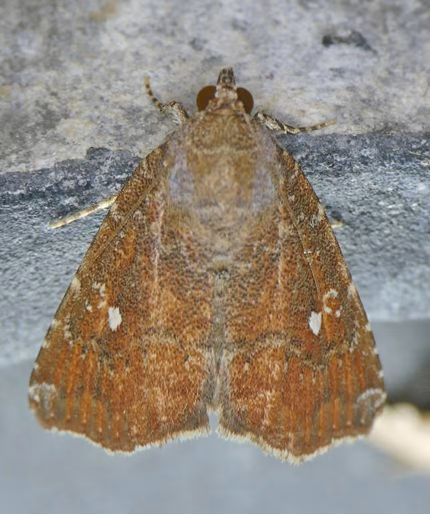 Hook-tipped Amyna Moth, photo 1 of 5
