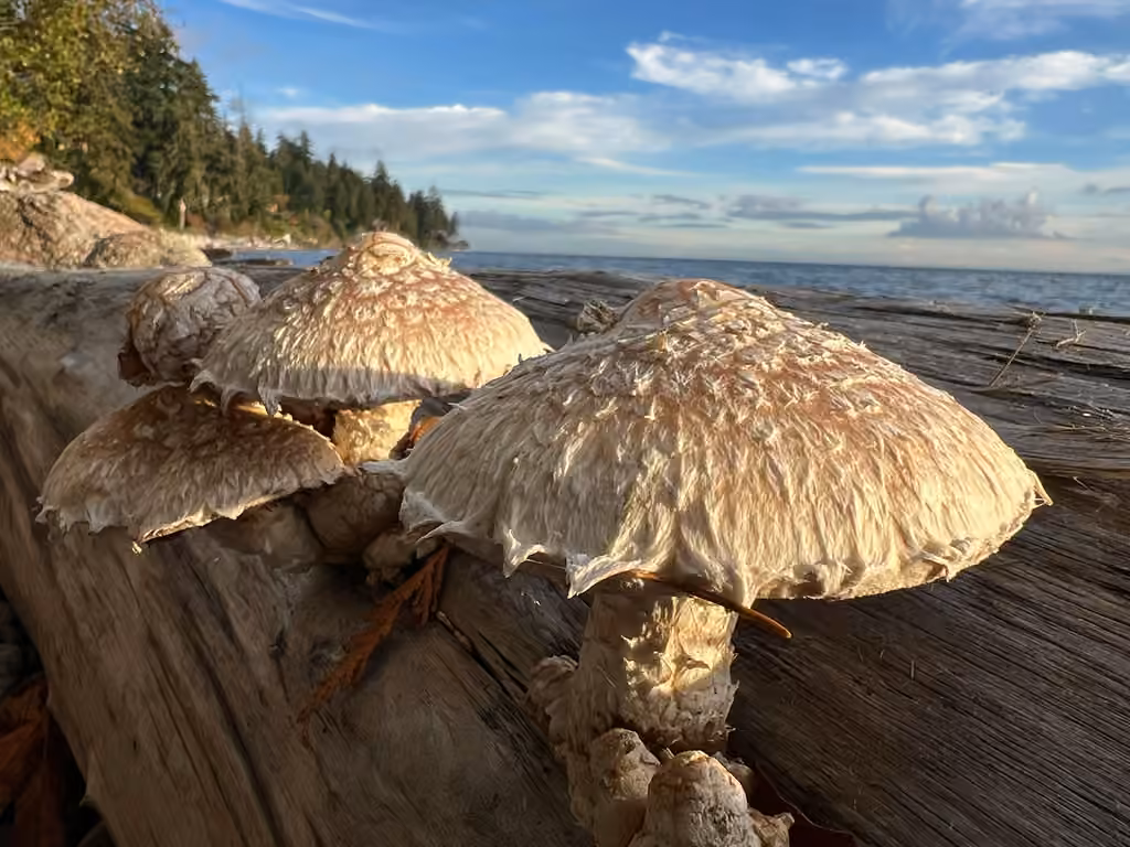 Destructive Pholiota, photo 1 of 5