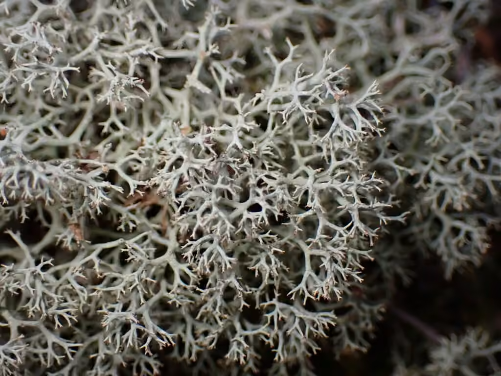Reindeer Lichen, photo 3 of 5