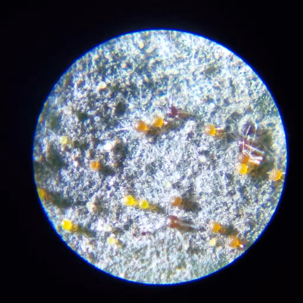 Oïdium de la symphorine, photo 2 sur 5