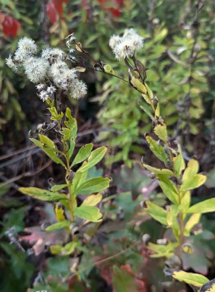 Aster à ombelles, En fruits