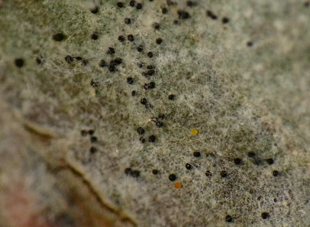 Erysiphe vaccinii, photo 2 sur 5