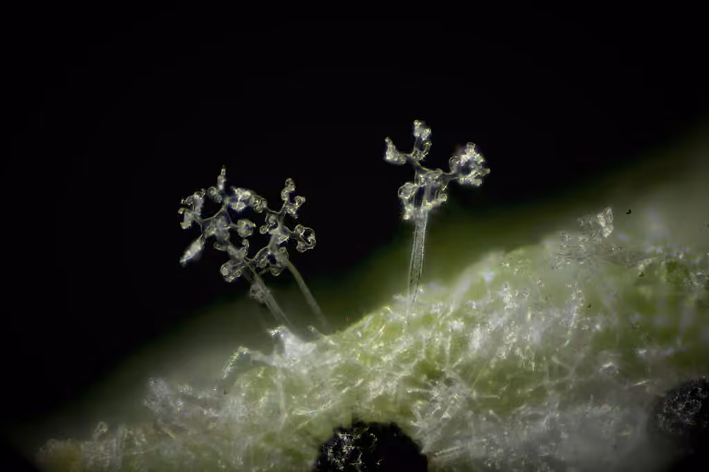 Oïdium des chèvrefeuilles, photo 2 sur 5