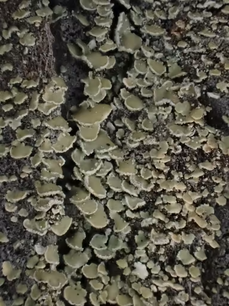 Squamelle imbriquée, photo 1 sur 5