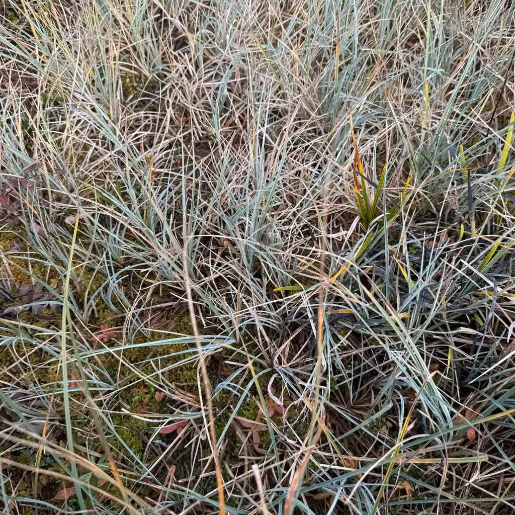 Livid sedge, No flowers or fruits