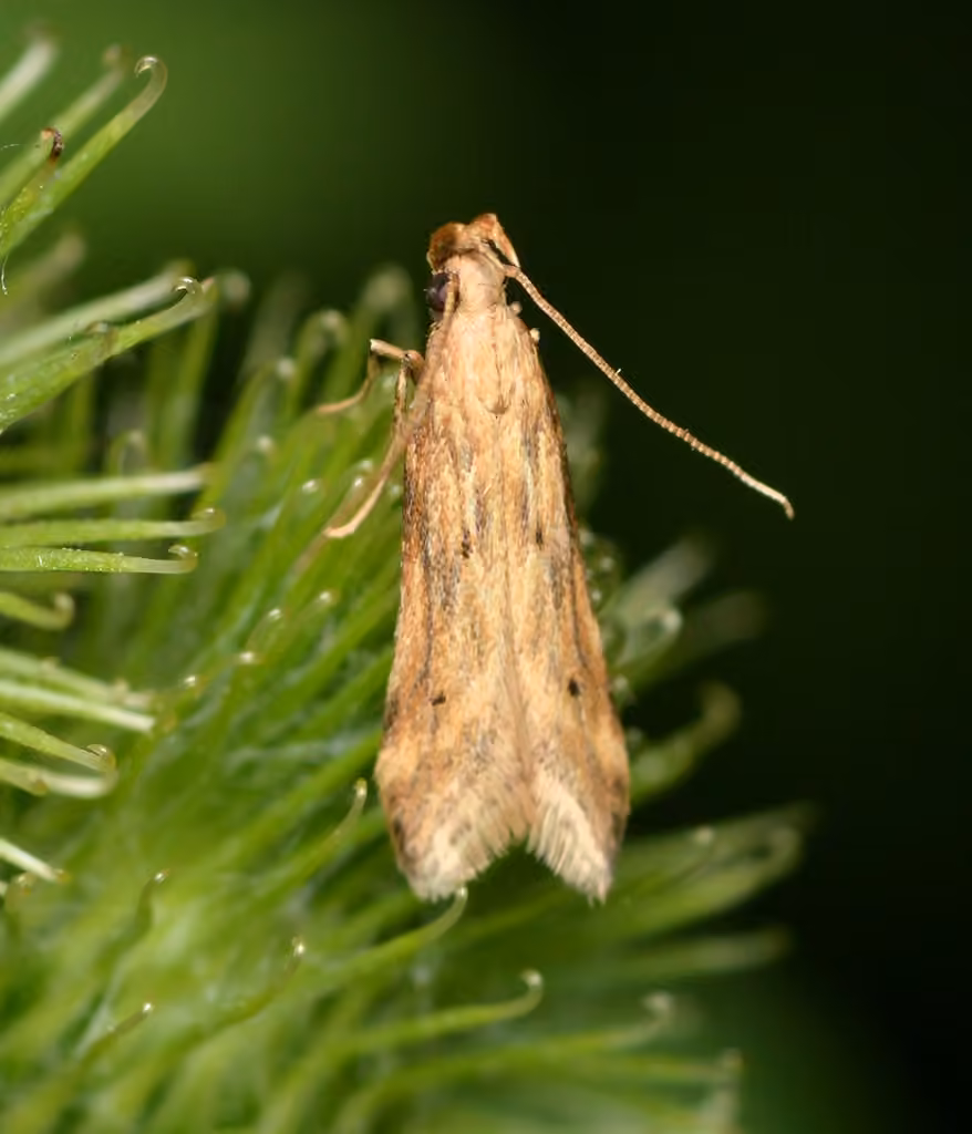 Burdock Seedhead Moth