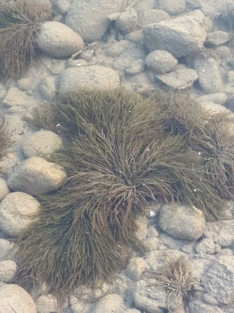 Fontinalis moss, photo 3 of 5