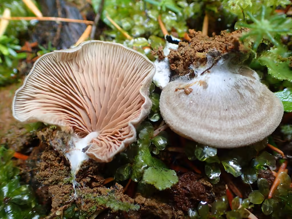 Entolome à pied rudimentaire, photo 3 sur 5