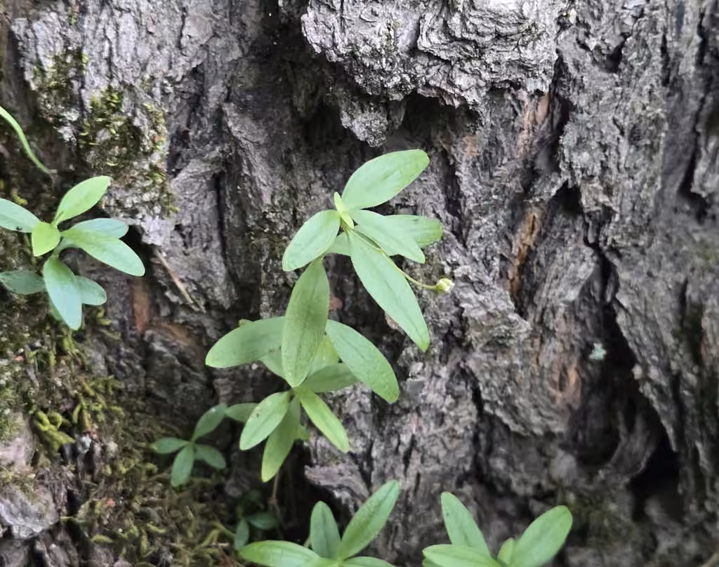 Grove sandwort, In fruit