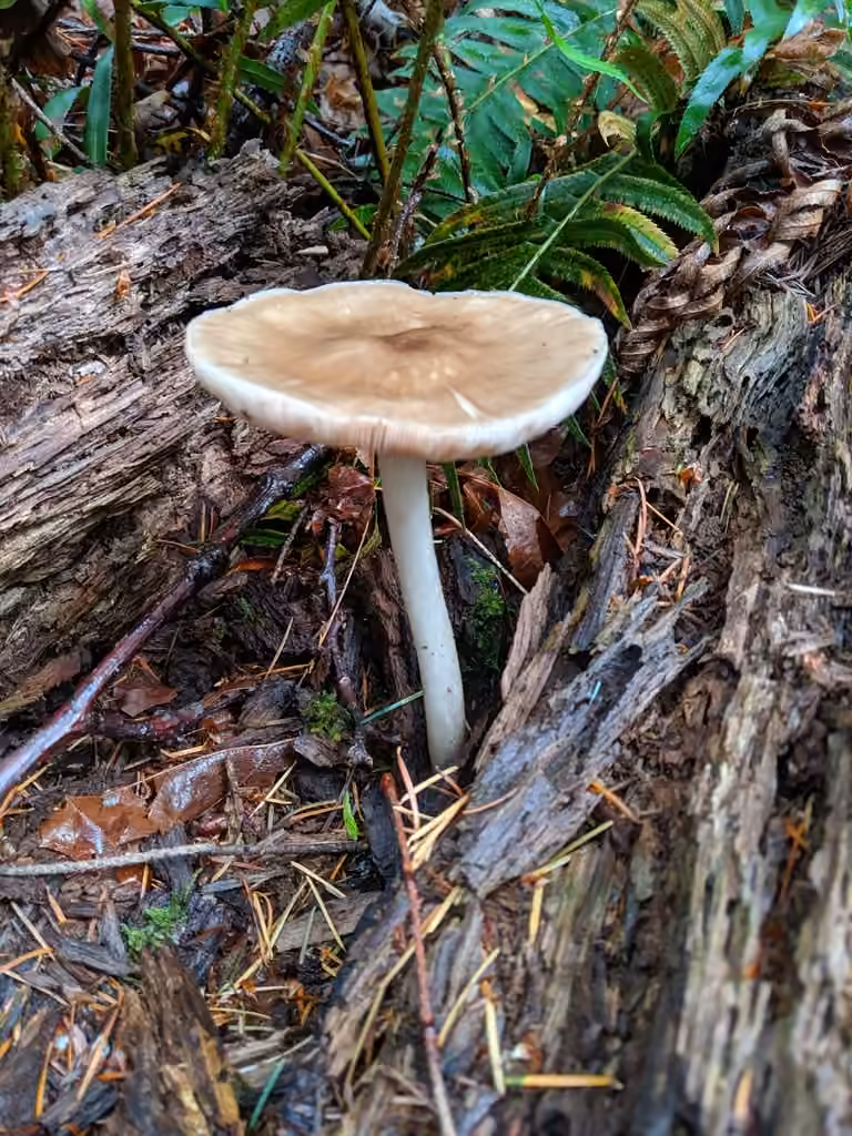 Plutée couleur de cerf, photo 3 sur 5