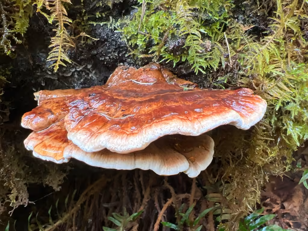 Polypore balsamique, photo 3 sur 5