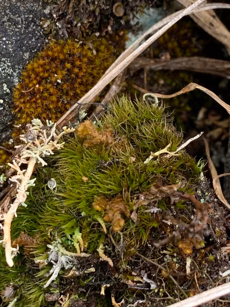 Acuteleaf dicranum moss, photo 2 of 5