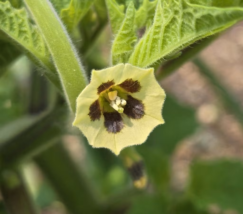Strawberry-tomato, Flower buds