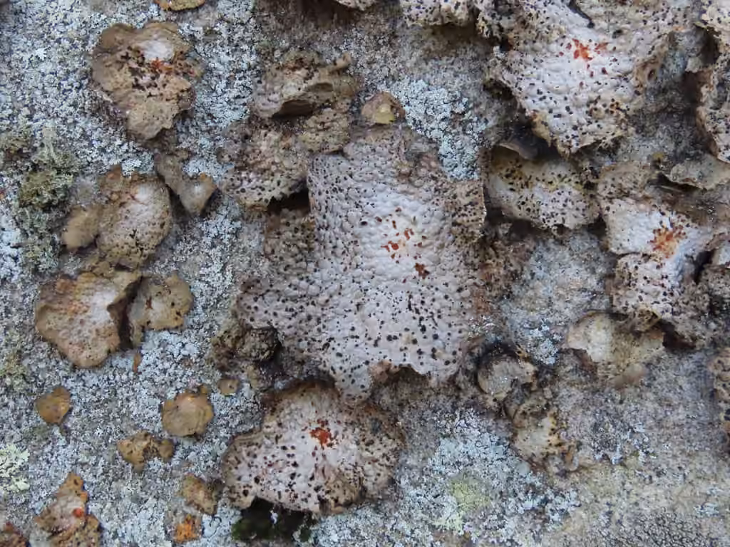 Common Toadskin Lichen, photo 3 of 5