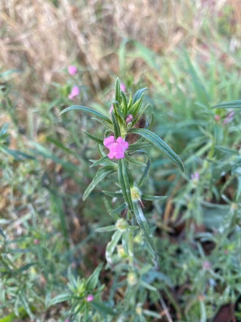 Muflier rubicond, En fleurs