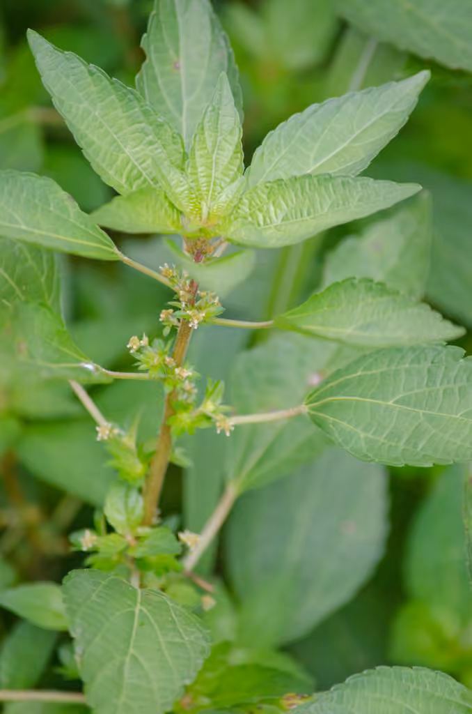 Common threeseed mercury, photo 3 of 5