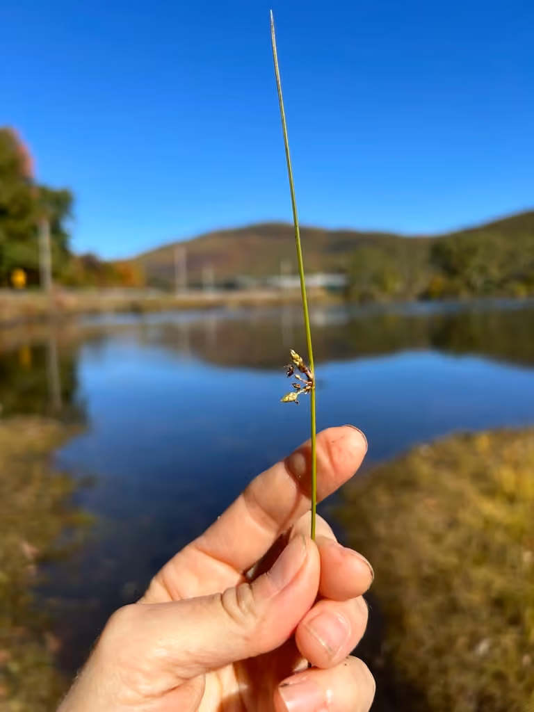 Smith's bulrush, photo 1 of 5
