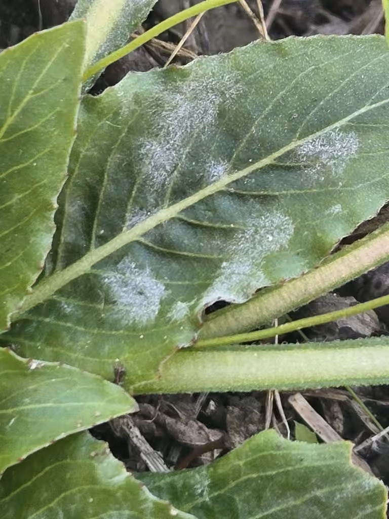 Evening-Primrose Powdery Mildew, photo 3 sur 5