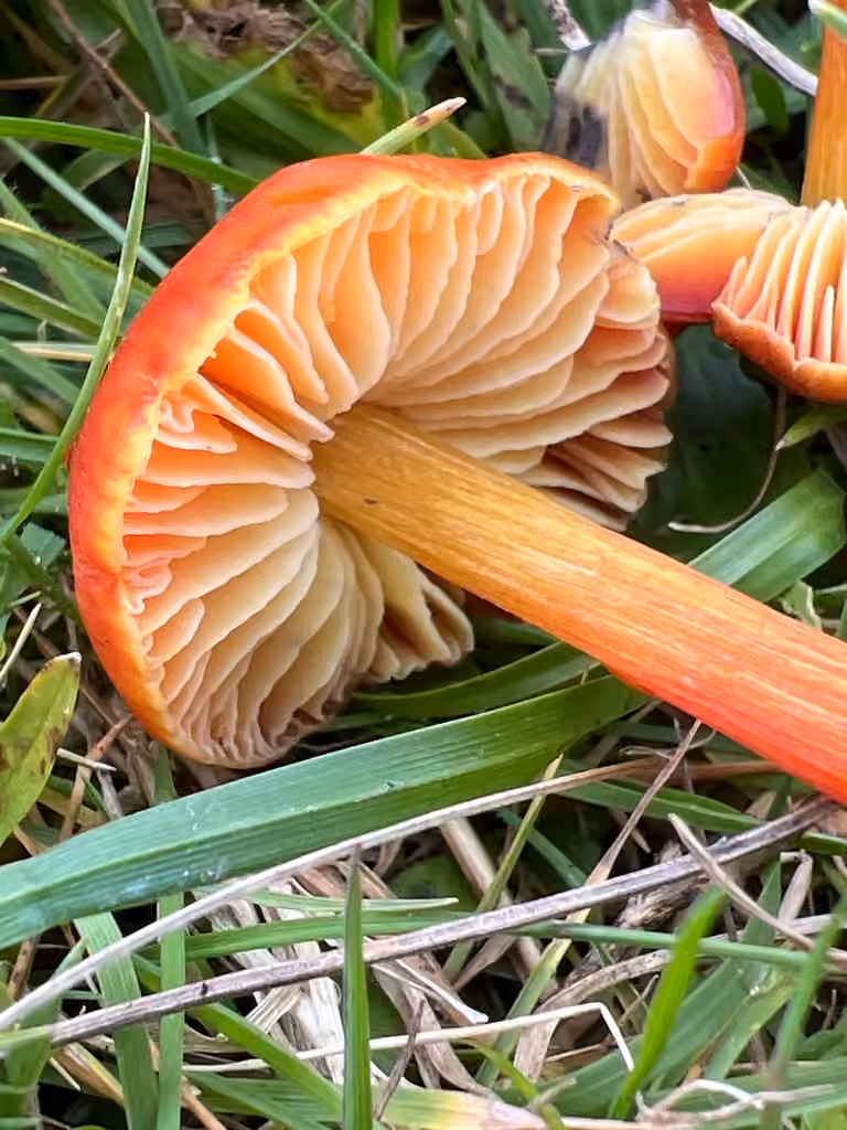 Hygrophore faux conique, photo 3 sur 5