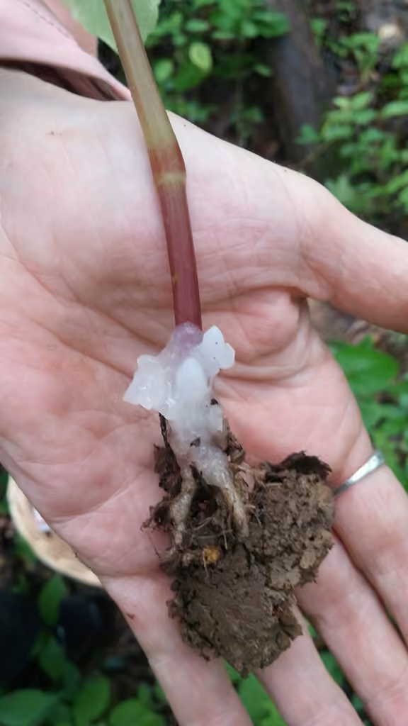 Helvellosebacina concrescens, photo 2 sur 5