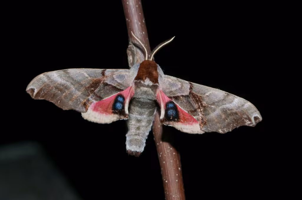 Sphinx géminé