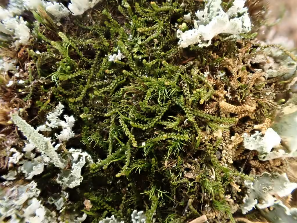 Petite gorgone, photo 3 sur 5
