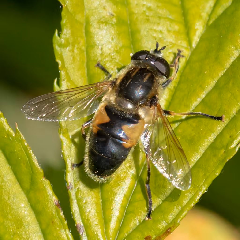 Yellow-margined Marsh Fly, photo 2 of 5