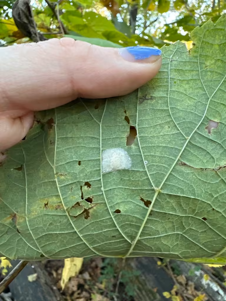 Basswood Miner Moth, Pupa