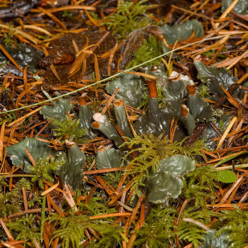 Peltigère membraneuse, photo 2 sur 5