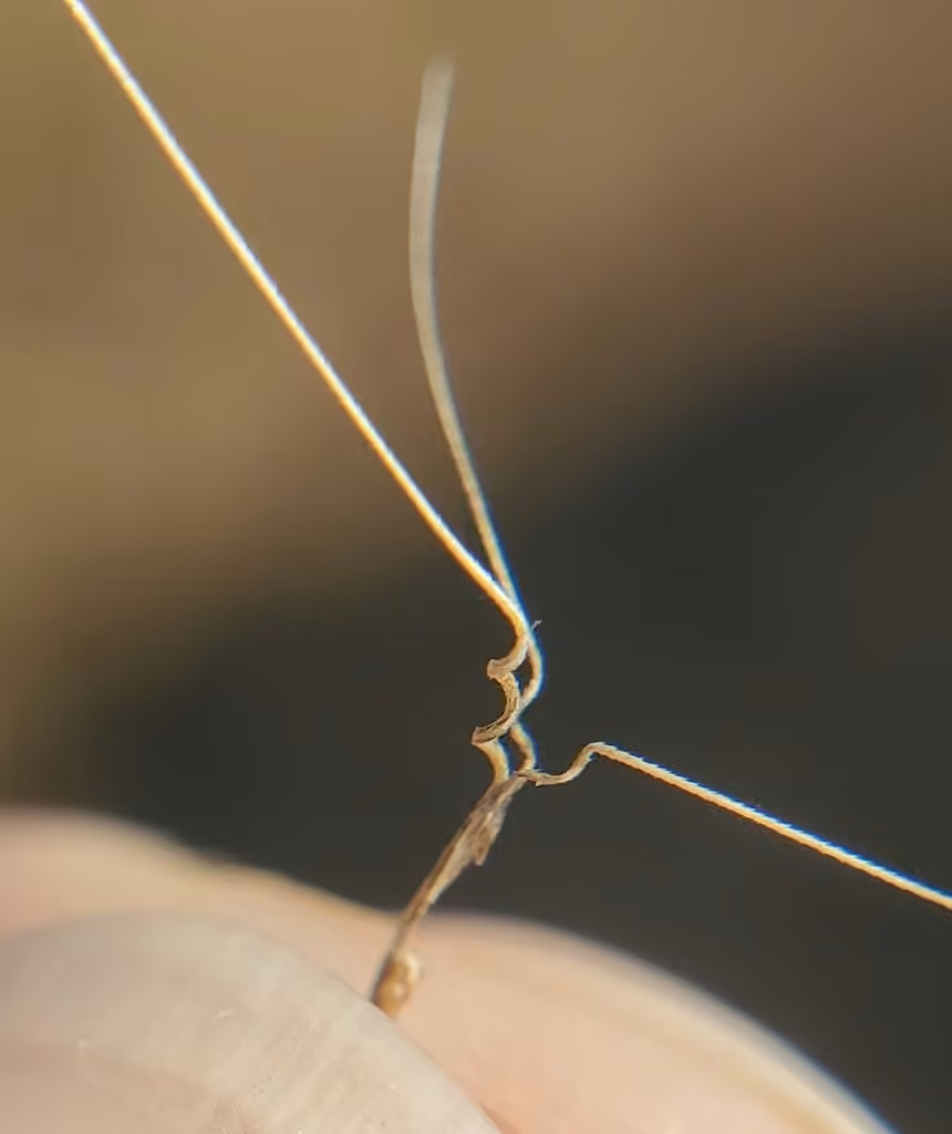 Forked three-awned grass, In fruit