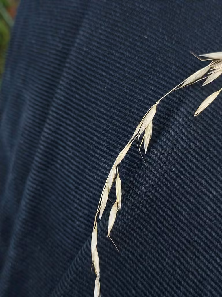 Tall oatgrass, In fruit