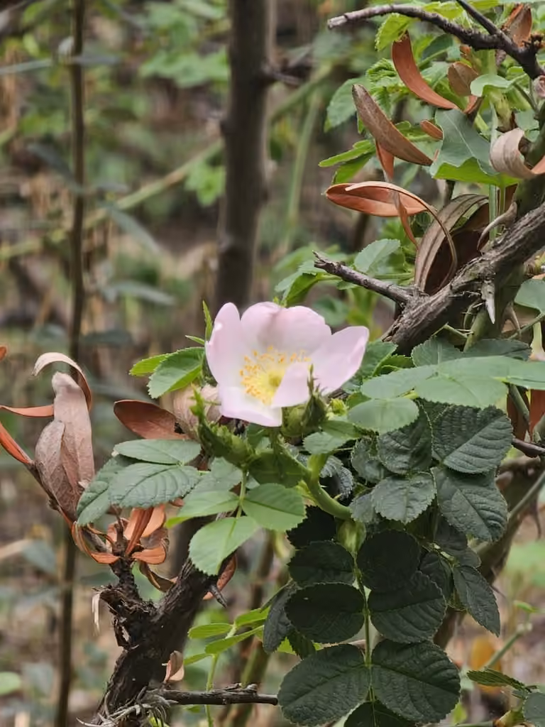Sweetbriar rose, In flower