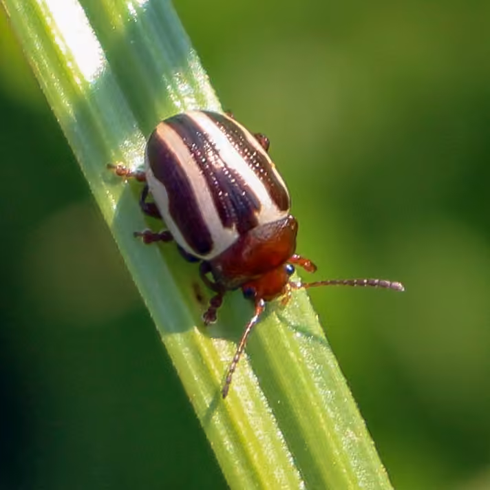 Bidentate Leaf Beetle, photo 2 of 5