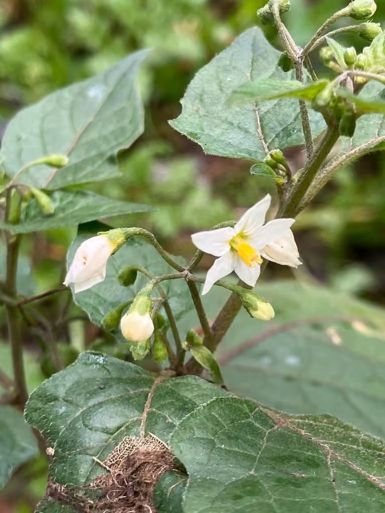 Black nightshade, Flower buds