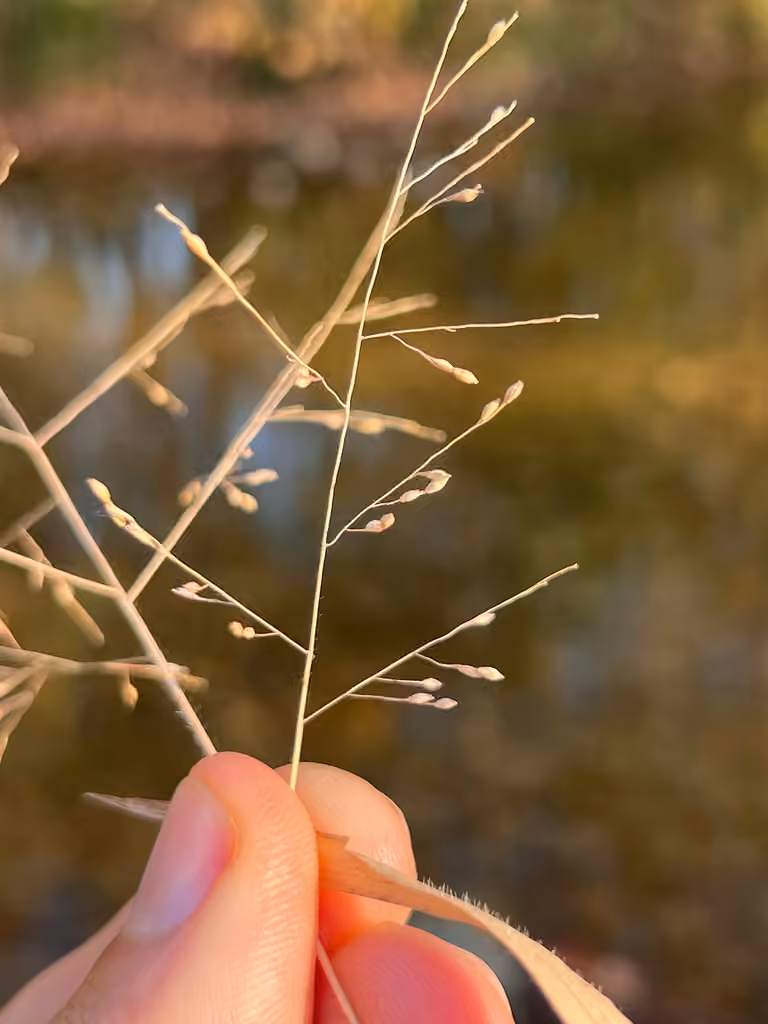 Gattinger's panicgrass, photo 2 of 5