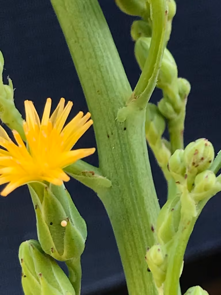 Canada lettuce, In flower
