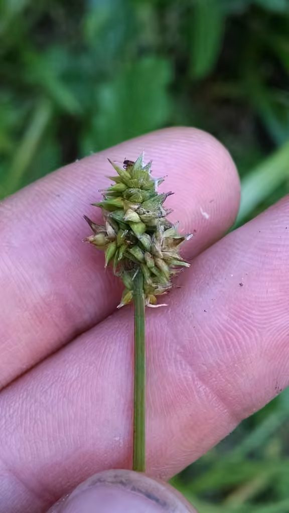 Foxtail sedge, photo 3 of 5