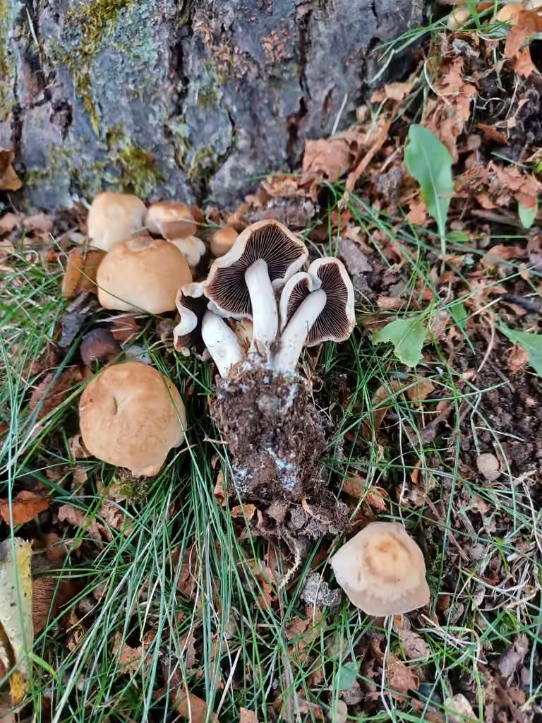 Homophron cernuum, photo 3 sur 5