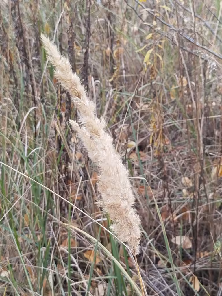 Feathertop, In fruit