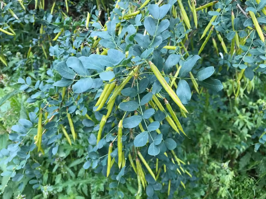 Siberian peashrub, In fruit