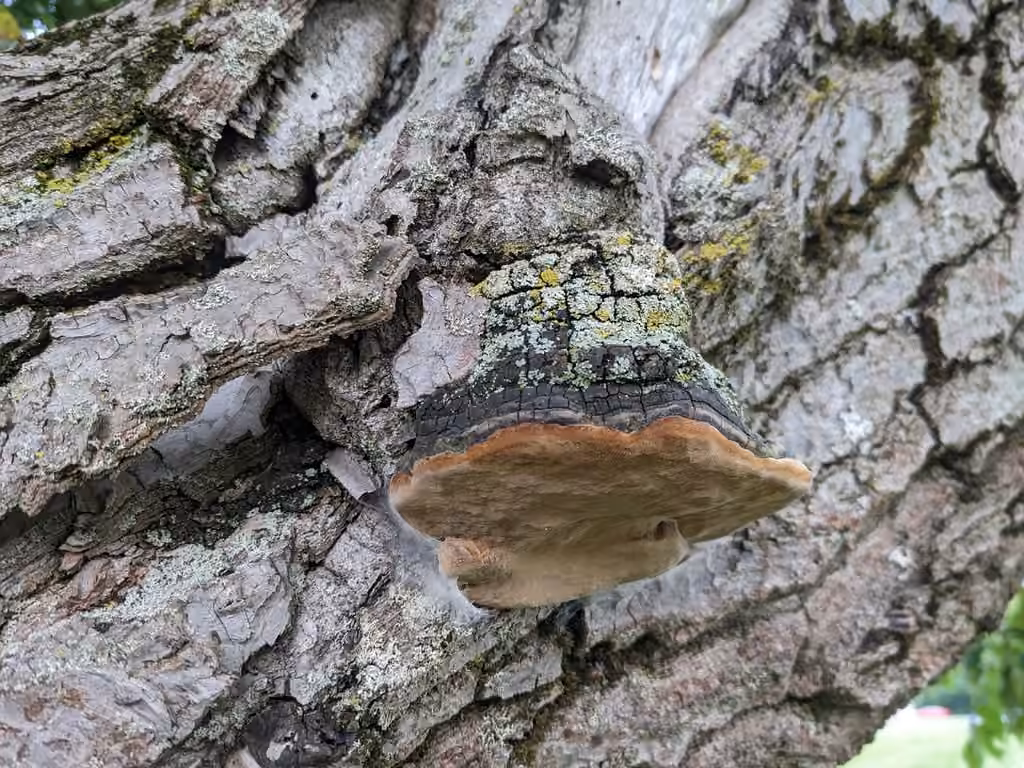 Polypore des aulnes, photo 2 sur 5