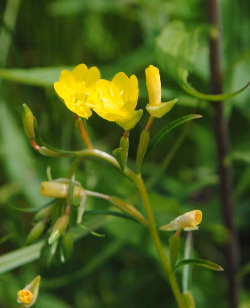 Little evening primrose, In flower
