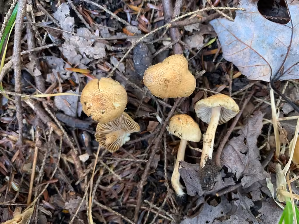 Inocybe à odeur d'amandes amères, photo 2 of 5