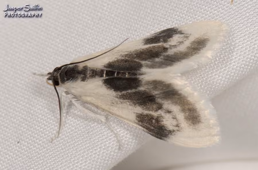 Oystershell Metrea Moth, photo 2 of 5