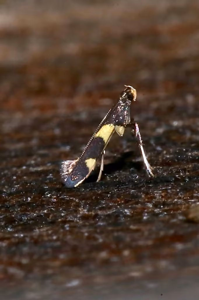 Caloptilia cornusella, Adulte